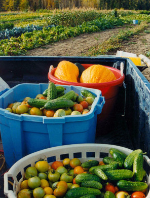 A sampling of the diverse produce grown at the Peterson market garden in the 1980s (photo: Larry Peterson)