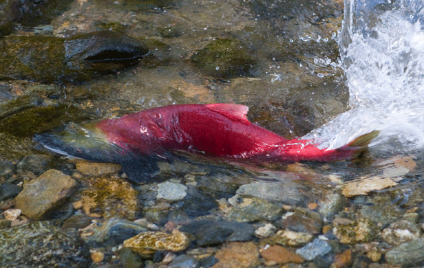 A BC sockeye salmon spawning (Stan Probocsz/Watershed Watch)