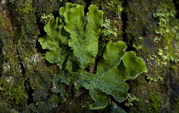One of the Incomappleux's 300 or so lichen species (Photo: Jason Hollinger)