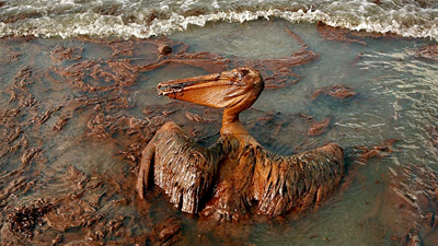An oil-soaked pelican in the Gulf of Mexico - photo Carolyn Cole/LA Times