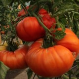 Locally grown food, like these heirloom tomatoes from Tsawwassen's Earthwise Community Garden, could play a major role in dealing with both our economic and environmental challenges