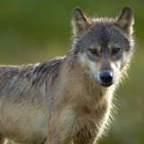 Campbell-Clark Government Goes After Wolves