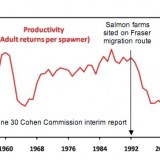 This graph, presented to the Cohen Commission, demonstrates how the introduction of salmon farms on the Fraser sockeye migratory route lines up with the collapse of thos wild stocks