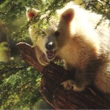 A spirit bear cub from the film Tipping Barrels