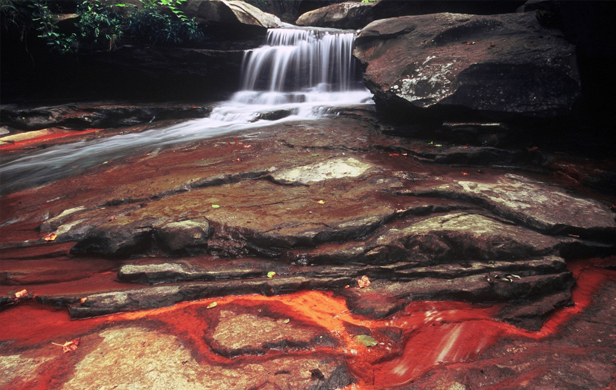 Heavy Metals, Acid Mine Drainage a Threat to Pacific Salmon Watersheds