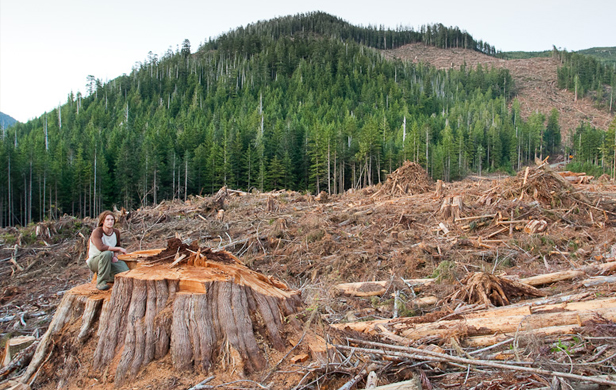 BC Liberal Govt. Mulls Logging Old Growth Forests
