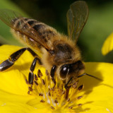 Scientists work to solve mystery of dying bees
