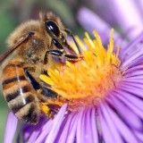 Canada mulls crackdown on pesticide suspected of killing bees
