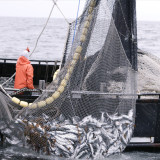 Despite Fukushima radiation, scientists say eating West Coast fish is safe