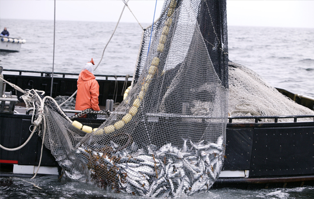 Despite Fukushima radiation, scientists say eating West Coast fish is safe 