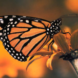 Monarch Butterflies in free-fall-How you can help