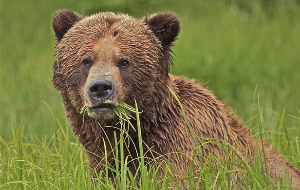 Conservation is good business, new bear study reminds us