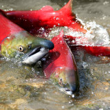 Harper guts more fish protections-NEB takes over habitat along pipelines