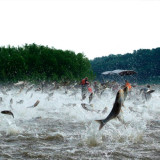 New plan expected for blocking Asian Carp invasion of Great Lakes
