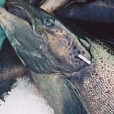 Salmon farms get tax dollars for diseased, dead fish, provide few jobs