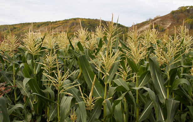 Site C review panel changes mind, asks for ALC's input on farmland