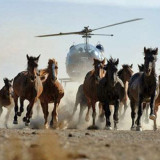 Alberta-wild-horse-round-up-tramples-on-cowboy-culture