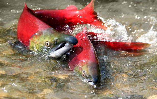 Missing fish farms offer clue to anticipated 70 million sockeye return