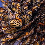 Disappearing Monarch butterflies need citizen scientists' help