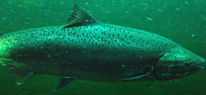 Chinook salmon are a key part of orcas' diet