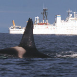 Orcas face triple threat - Vessel noise, pollution, lack of food