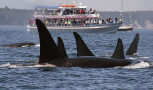 Whale watchers must maintain a safe distance and turn off motors