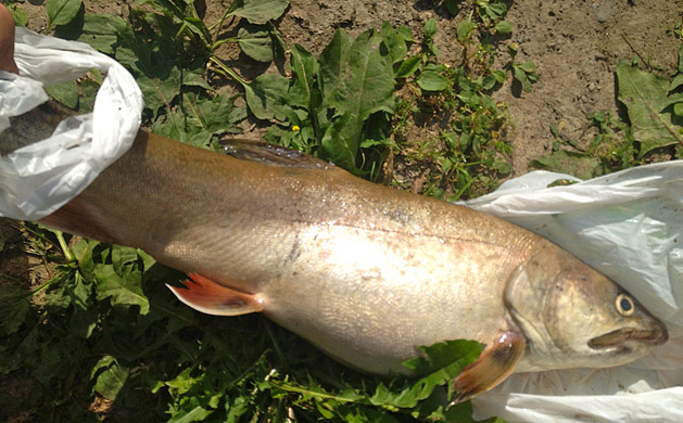 Dead fish found downstream from Mount Polley tailings pond breach (Chris Lyne)