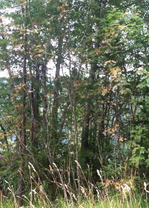 Mountain Ash on Sylvia Palm's property, displaying browned foliage (Sylvia Palm)