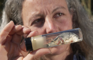 Alexandra Morton displays pink salmon smolt with lice (Photo: Nick Didlick)