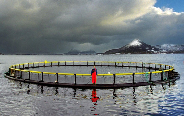 Salmon Farmers' ads more full of crap than seafloor beneath their pens