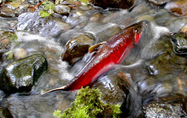 Tide may be turning on farms destroying salmon habitat