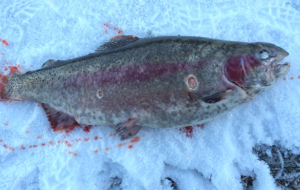 Norway's fjords flooded with escaped, diseased farmed fish