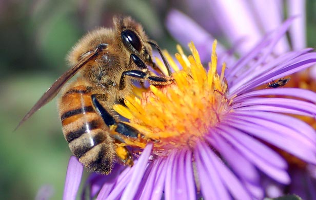 Suzuki- Bees matter, so restricting neonics is the right thing to do
