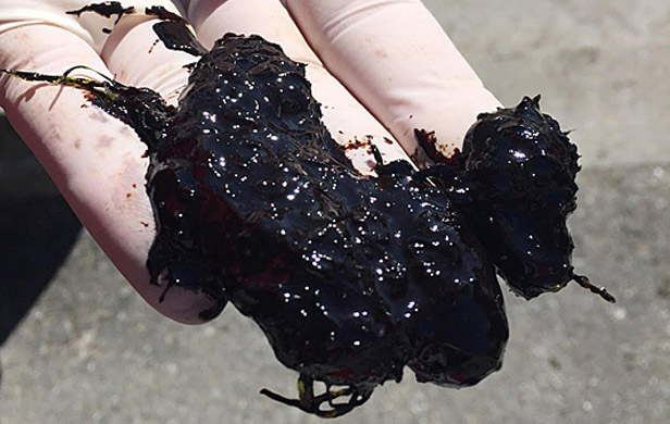 Botched English Bay oil spill confirms BC 'woefully unprepared' for more pipelines, tankers- Open letter