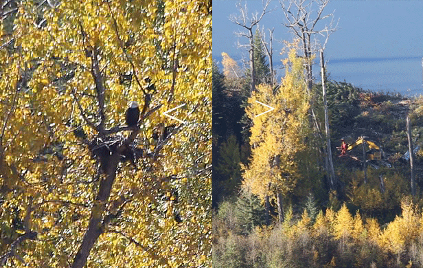 A bald eagle sits in its nest on a Peace River island on Sept. 25 (left); Logging occurring near the same eagle's nest on Sept. 26 (Donald Hoffmann) 