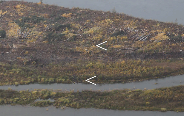 The same island - site of the proposed Site C Dam - on Sept. 28 (top arrow shows location of former eagle's nest; bottom arrow shows where logging equipment crossed river channel) - Donald Hoffmann
