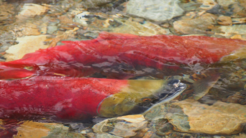 BC sockeye salmon spawning (Wilson Hui/Flickr)