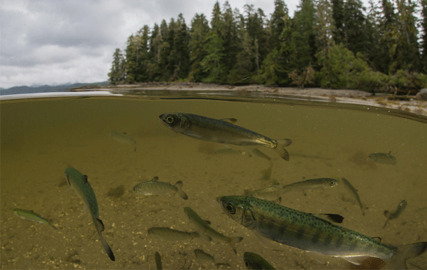 Juvenile salmon at Flora Bank, where a controversial LNG terminal is proposed (Tavish Campbell)
