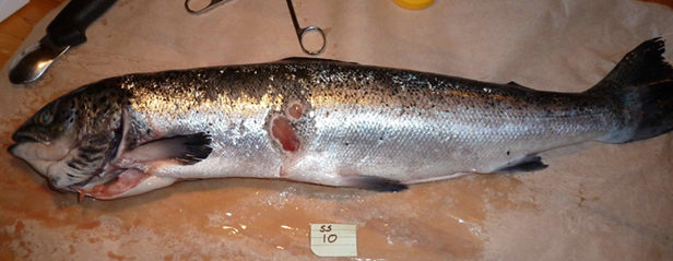 A BC-raised farmed Atlantic salmon with signs of HSMI (Alexandra Morton)