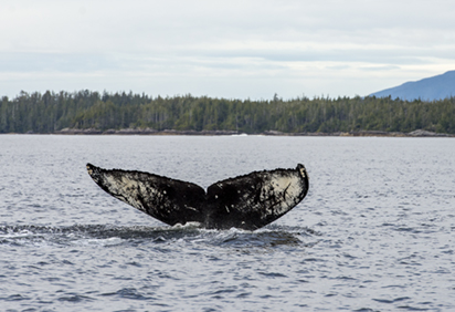 Humpback whale swimming near Bella Bella fuel spill (Photo: Tavish Campbell)