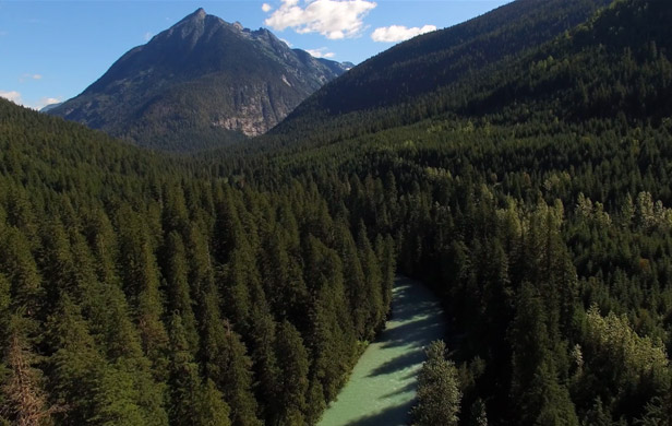 The Incomppleux's intact ancient forest