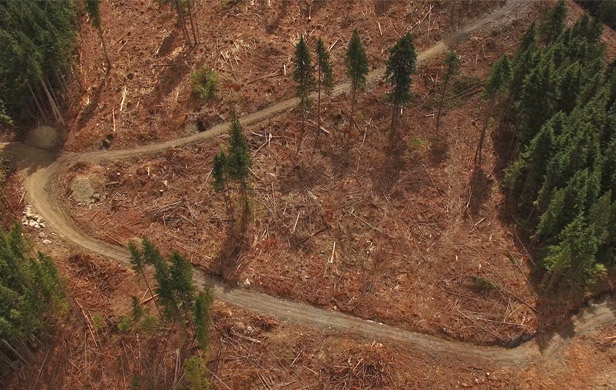 A clearcut near the Incomappleux