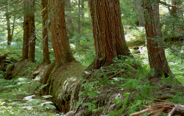 A typical nurse log