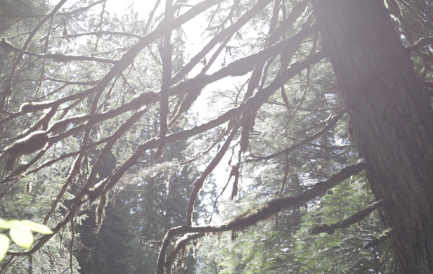 Mosses on the branches of the Incomappleux's ancient trees